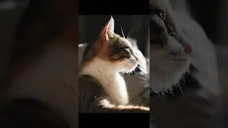 The Secret Superpower of Cats: Amazing Anatomy Revealed!
