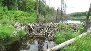 MVI 0769 A Marsh somewhere in the Huron Mountains.