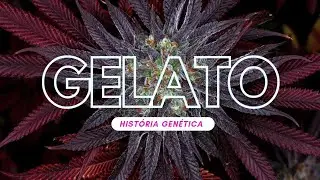 GELATO Strain Review