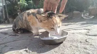 cat slowly trusting me 😺🥺🤗😺 #cats #kittens #catvideos 