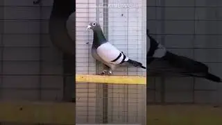 Palomas Mensajeras en Cuba / Azul