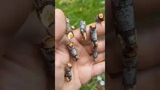 Buff tip moth amazing insect #facts #realtechzfacts #factshorts #factszet #factsinhindi #allfacts