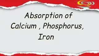 Active Absorption of Calcium , Potassium,  Phosphorus,  magnesium