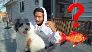 Why Does My Dog Smell Like Fish?
