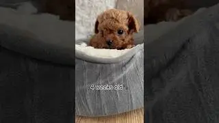 BEFORE & AFTER😱how this Maltipoo puppy has changed!! #maltipoo #puppies #cute #short #puppyvideos