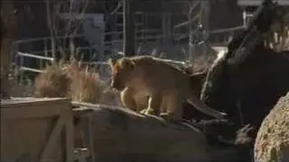 Sunshine brings a roaring good time for lions