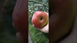 picking bramley apple for a friend  #apple