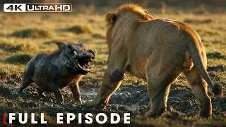 African Savannah | Survival of the Fittest | FULL EPISODE | Wildlife Documentary