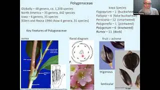 Persicaria (Smartweeds) Identification