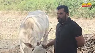 Khillar cow in Karnataka#entertainment
