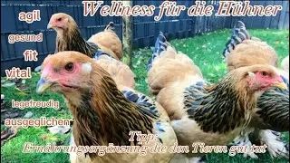 Spezialfutter f&uuml;r deine H&uuml;hner | Wellness f&uuml;r die H&uuml;hner | Ern&auml;hrungserg&auml;nzung die gut tut   #h&uuml;hner