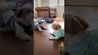 Dynamic Doggos: Playtime Bliss with Adorable Canine Duo 🐶🐾 | Short & Sweet Pet Entertainment #shorts