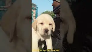 Heavy Bone Lab For You l Dog Market Kolkata