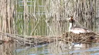Пірникоза велика на гнізді (Podiceps cristatus)