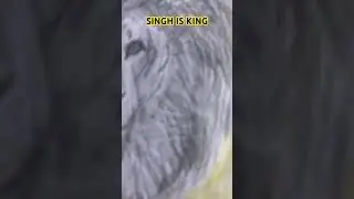 SINGH IS KING (Lion Pencil Sketch)