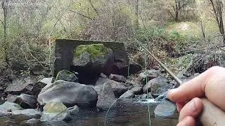 I CAN'T BELIEVE I CAUGHT THIS. Solo small stream fly fishing