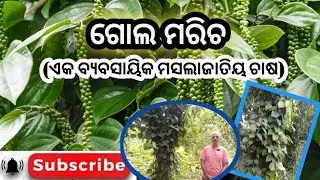 Black Pepper Farming |How to start Kala mircha cultivation| King of Spices| GolMaricha chasa