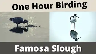 One Hour Birding! Famosa Slough in San Diego, CA. September, 2023
