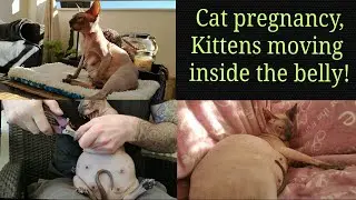 Cat Pregnancy Moments, How do Kittens Move in a Cat's Tummy? Don Sphynx