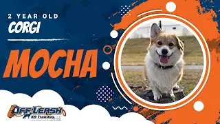 Mocha - 2 1/2 yr old corgi