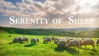 Serenity of Sheep Film | Relaxing Video with Soothing Sounds | Life Relaxing Films