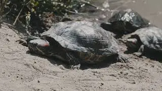 Turtle Behavior: Understanding Their Quirks