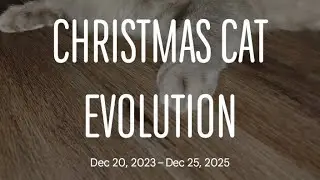 Christmas cat Evolution.