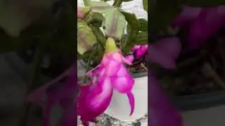 Cactus navide&ntilde;o #cactusnavide&ntilde;o #nopalillodenavidad #nopalillo #cactus #cactacea #cactusdenavidad