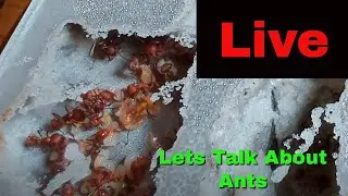 Let talk about ants, as we watch them. #live #antkeeping #ants