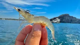 Pesca con CAMARÓN VIVO en ALTAMAR. .