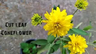 Rudbeckia goldquelle/ Cut-leaf Coneflower/golden glow plant care video in malayalam