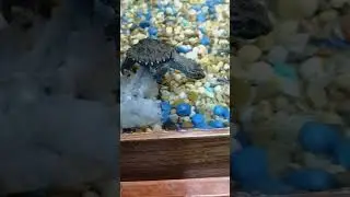 Commons snapping Turtle Feeding ‼️💯 Kpreptiles