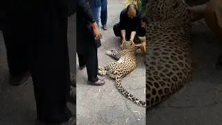 #trap #tigers #forest .Forest department caught tiger through trap.