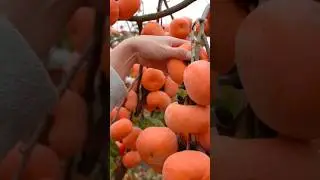 Wonderful fruits that bring relaxation 9 #satisfying #nature #fruit #farming #vegetables #garden