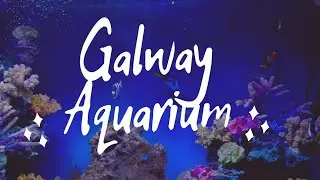 Galway Aquaruim, Irelands National aquarium, Galway Ireland