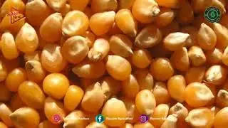 MAIZE FARMING AND PRODUCTION 🌽 ECONOMIC GEOGRAPHY GRADE 12