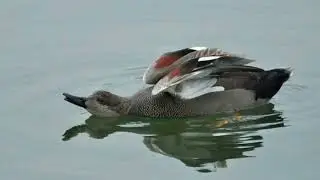 Gadwall duck sound call and pictures @volcanoofbeauty5481