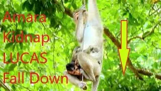 Millions Pity,Amara Kidnap Smart Boy Lucas Fall Down from Higth Tree, Father Fluffy Angry Bite Amara