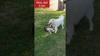 wolf's #alaskanmalamute #siberianhusky #alusky #animals #pets #dog #husky #wolf #longisland