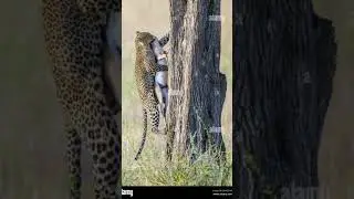 &ldquo;5 Mind-Blowing Leopard Facts in 15 Seconds!&rdquo;#LeopardFacts #Wildlife #AnimalKingdom #Shorts