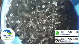 Jual Bibit Ikan Lele dan Indukan Lele Harga Grosir Murah Berkualitas Unggul