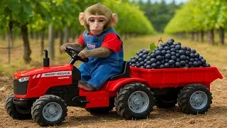 Monkey Jojo drives a tractor to deliver grapes through the vineyard &ndash; a sweet and funny farm day!