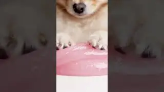 Fluffy Pomeranian ASMR#ASMR #Squishy #SoftSquishy #Pomeranian  #FluffyDog #RelaxingASMR