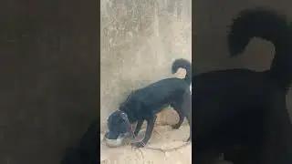LABRADOR DOG🐕&zwj;🦺 BLACK COLOUR 🖤 #labrador #vairal #shorts #video @pilu_05 📌