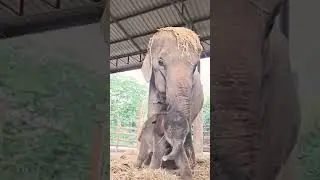 Mother and Baby Elephant Bonding &ndash; Must Watch! || #shots #elephant #wildlifeentertainment