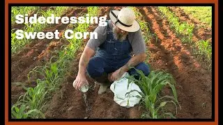 Side Dressing Sweet Corn  #sweetcorn #growyourownfood