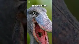 Would you stand in front of this creature?😳🦅#DinosaurBird #ShoebillStork #Animals #natures #Nature