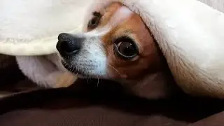 &iquest;Por qu&eacute; tu perro chihuahua quiere dormir contigo? | @AmigoChihuahua cabeza de venado