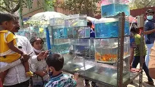 Galiff Street Fish Market | 📌All Fish Price Update Recent Video 📸| Exotic Guppy Fish, Gold Fish 🐠|