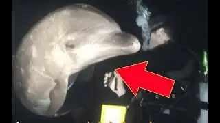 Injured Dolphin Swims Up To Diver And Asks For His Help.